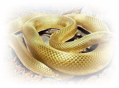 夢占い 蛇の色の意味 白 黒 赤 金 銀 緑 青など色別に診断 不思議の国のセレブ