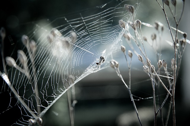夢占い 蜘蛛の夢は巣に要注意 巨大 糸 噛まれる 卵など世にも奇妙な