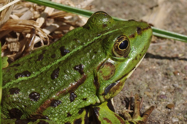 夢占い 蟹 かに の意味 もらう 死ぬ 捨てる 食べる 大量 逃げる 挟まれるなど１５診断 不思議の国のセレブ