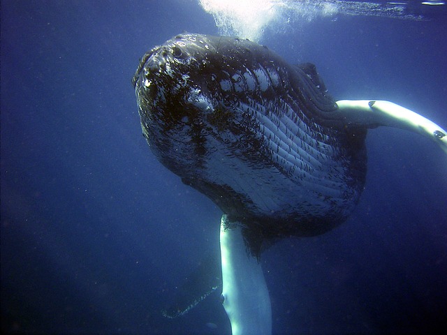 クジラの夢占い