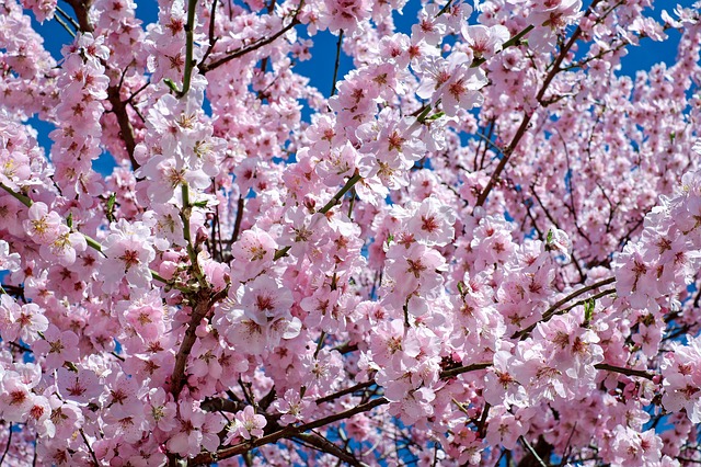 桜の夢占い